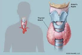 Thyroid
